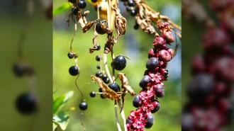 Two strands of black berries hang side by side. Only one set is real. The other is plant parts that just mimic berries.
