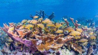Yellow fish with black tails swim through the center of the photo and around a piece of elk horn coral that is shaped like antlers