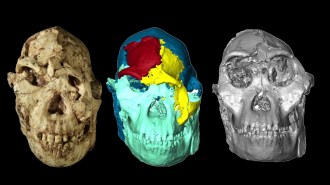Facial reconstruction of the Little foot human ancestor fossil