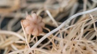 A flower-shaped chickpea seed sits nestled in a tangle of roots.