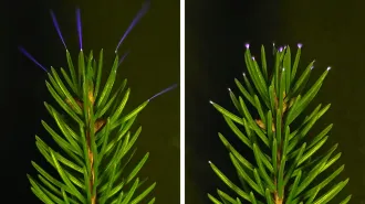 A spruce branch in front of a black background with small beams and specks of blue and purple light emanating from the needle tips