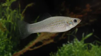 An Amazon molly fish, which doesn't reproduce sexually.