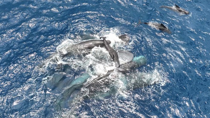 Several adult sperm whales hold a baby whale up to the surface of a large body of water