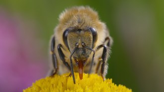 A honeybee sips on nectar from a yellow flower. The bee is centered in the photo and is facing the camera. Only the top of the flower is visible at the bottom of the photo.