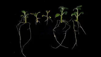 potato plants grown with regular or low nitrogen