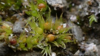 A close-up image shows the tiny leaf-like structures emerging from the center of a dewy moss spore